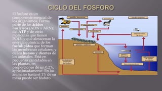 El fósforo es un
componente esencial de
los organismos. Forma
parte de los ácidos
nucleicos (ADN y ARN);
del ATP y de otras
moléculas que tienen
PO43- y que almacenan la
energía química; de los
fosfolípidos que forman
las membranas celulares; y
de los huesos y dientes de
los animales. Está en
pequeñas cantidades en
las plantas, en
proporciones de un 0,2%,
aproximadamente. En los
animales hasta el 1% de su
masa puede ser fósforo.
 