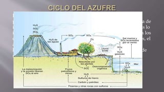 El azufre forma parte de proteínas. Las plantas y otros
productores primarios lo obtienen principalmente en su forma de
ion sulfato (SO4 -2). Los organismos que ingieren estas plantas lo
incorporan a las moléculas de proteína, y de esta forma pasa a los
organismos del nivel trófico superior. Al morir los organismos, el
azufre derivado de sus proteínas entra en el ciclo del azufre y
llega a transformarse para que las plantas puedan utilizarlos de
nuevo como ion sulfato.
 
