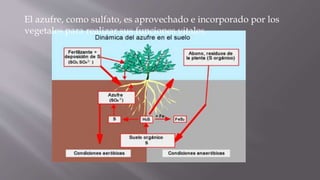 El azufre, como sulfato, es aprovechado e incorporado por los
vegetales para realizar sus funciones vitales.
 