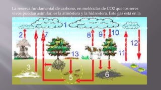 La reserva fundamental de carbono, en moléculas de CO2 que los seres
vivos puedan asimilar, es la atmósfera y la hidrosfera. Este gas está en la
atmósfera en una concentración de más del 0,03% y cada año
aproximadamente un 5% de estas reservas de CO2 se consumen en los
procesos de fotosíntesis, es decir que todo el anhídrido carbónico se renueva
en la atmósfera cada 20 años. La reserva fundamental de carbono, en
moléculas de CO2 que los seres vivos puedan asimilar, es la atmósfera y la
hidrosfera. Este gas está en la atmósfera en una concentración de más del
0,03% y cada año aproximadamente un 5% de estas reservas de CO2 se
consumen en los procesos de fotosíntesis, es decir que todo el anhídrido
carbónico se renueva en la atmósfera cada 20 años.
 