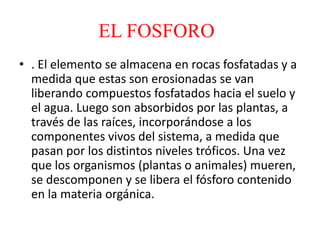 EL FOSFORO
• . El elemento se almacena en rocas fosfatadas y a
medida que estas son erosionadas se van
liberando compuestos fosfatados hacia el suelo y
el agua. Luego son absorbidos por las plantas, a
través de las raíces, incorporándose a los
componentes vivos del sistema, a medida que
pasan por los distintos niveles tróficos. Una vez
que los organismos (plantas o animales) mueren,
se descomponen y se libera el fósforo contenido
en la materia orgánica.
 