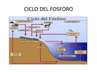 CICLO DEL FOSFORO
 