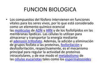 FUNCION BIOLOGICA
• Los compuestos del fósforo intervienen en funciones
vitales para los seres vivos, por lo que está considerado
como un elemento químico ecencial
las moléculas de ADN y ARN y de los fosfolípidos en las
membranas lipídicas. Las células lo utilizan para
almacenar y transportar la energía mediante
el adenosín trifosfato. Además, la adición y eliminación
de grupos fosfato a las proteínas, fosforilación y
desfosforilación, respectivamente, es el mecanismo
principal para regular la actividad de proteínas
intracelulares, y de ese modo el metabolismo de
las células eucariotas tales como los espermatozoides
 