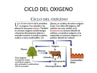 CICLO DEL OXIGENO
 