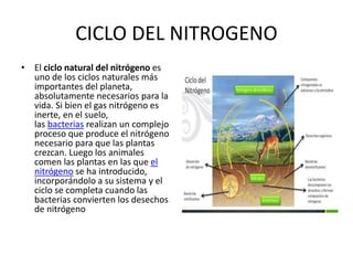 CICLO DEL NITROGENO
• El ciclo natural del nitrógeno es
uno de los ciclos naturales más
importantes del planeta,
absolutamente necesarios para la
vida. Si bien el gas nitrógeno es
inerte, en el suelo,
las bacterias realizan un complejo
proceso que produce el nitrógeno
necesario para que las plantas
crezcan. Luego los animales
comen las plantas en las que el
nitrógeno se ha introducido,
incorporándolo a su sistema y el
ciclo se completa cuando las
bacterias convierten los desechos
de nitrógeno
 