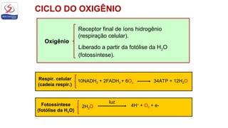 Oxigênio
Receptor final de íons hidrogênio
(respiração celular).
Liberado a partir da fotólise da H2O
(fotossíntese).
10NADH2 + 2FADH2 + 6O2 34ATP + 12H2O
Respir. celular
(cadeia respir.)
2H2O
luz
4H+
+ O2 + e-
Fotossíntese
(fotólise da H2O)
 