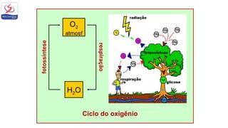 Ciclo do oxigênio
O2
atmosf
H2O
respiração
fotossíntese
 