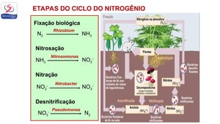 ETAPAS DO CICLO DO NITROGÊNIO
Fixação biológica
N2 NH3
Rhizobium
Nitrosação
NH3
NO2
-
Nitrosomonas
Nitração
NO2
-
Nitrobacter
NO3
-
Desnitrificação
NO3
- N2
Pseudomonas
 