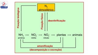 N2
atmosférico
nitrito
NO2
-
nitrato
NO3
-
animais
amonificação
(decomposição e excreção)
desnitrificação
amônia
NH3
Fixação
biológica
Fixação
física
plantas
 