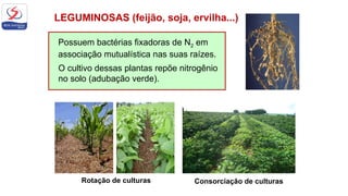 LEGUMINOSAS (feijão, soja, ervilha...)
Possuem bactérias fixadoras de N2 em
associação mutualística nas suas raízes.
O cultivo dessas plantas repõe nitrogênio
no solo (adubação verde).
Rotação de culturas Consorciação de culturas
 