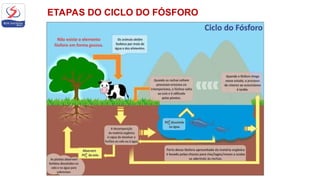 ETAPAS DO CICLO DO FÓSFORO
 