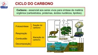 Fotossíntese
fixação do
carbono
Carbono - essencial aos seres vivos para síntese de matéria
orgânica (carboidratos, proteínas, ácidos nucléicos, lipídios).
Respiração
Combustão
Decomposição
liberação do
carbono
 