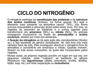 CICLO DO NITROGÊNIO
• O nitrogênio participa da constituição das proteínas e da estrutura
dos ácidos nucleicos. Embora, na forma gasosa (N2) seja o
elemento mais presente na atmosfera (aprox. 78%), sua forma
química impossibilita a absorção direta pelos seres vivos. Por isso, os
vegetais se associam às bactérias e a outros agentes para
transformá-lo em amoníaco (NH3) ou nitrato (NO3). Os animais
conseguem incorporá-lo na forma de aminoácidos e ácidos
nucleicos, obtidos por meio dos alimentos.
• A fixação do nitrogênio se dá pela ação das cianobactérias (Nostoc
sp.) e das bactérias do gênero Azotobacter, de vida livre nos mais
variados tipos de solo. Elas conseguem absorver o nitrogênio livre da
atmosfera e convertê-lo em amoníaco e nitrato. Quando morrem,
deixam no solo esses compostos, os quais são incorporados pelos
vegetais.
• Muitas vezes, os próprios vegetais provêm um lugar em sua raiz, em
pequenos nódulos, onde “cultivam” as bactérias do gênero
Rhizobium nas leguminosas (alfafa, amendoim, ervilha, lentilha,
feijão, soja, etc.) em total cooperação ou mutualismo.
 