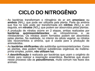 CICLO DO NITROGÊNIO
• As bactérias transformam o nitrogênio do ar em amoníaco ou
amônia (NH3), que pode ser utilizada pela planta. Parte da amônia
que fica no solo pode ser transformada em nitritos (NO2) e, em
seguida, em nitratos (NO3), que podem ser absorvidos pelas plantas.
• A produção de nitratos ocorre en 2 etapas, ambas realizadas por
bactérias quimiossintetizantes: as nitrossômonas e as
nitrobactérias. Os nitratos assim formados podem ser absorbidos
pelas plantas. Na realidade, no interior da célula vegetal, os nitratos
são reconvertidos a amônia, que é usada para a produção de
aminoácidos.
• As bactérias nitrificantes são autótrofas quimiossintetizantes. Como
as plantas, elas podem fabricar substâncias orgânicas da matéria-
prima simples, porém, não utilizam luz.
• A desnitrificação é realizada por bactérias que usam o oxigênio do
nitrato para realizar a respiração anaeróbica. Bactérias que atuam
nesse processo são as pseudômonas, muito comum nas fezes dos
animais.
 