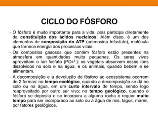 CICLO DO FÓSFORO
• O fósforo é muito importante para a vida, pois participa diretamente
da constituição dos ácidos nucleicos. Além disso, é um dos
elementos de composição do ATP (adenosina trifosfato), molécula
que fornece energia aos processos vitais.
• Os compostos gasosos que contêm fósforo estão presentes na
atmosfera em quantidades muito pequenas. Os seres vivos
aproveitam o íon fosfato (PO43-): os vegetais absorvem esses íons
dissolvidos no solo e na água, e os animais, quando bebem e se
alimentam.
• A decomposição e a devolução do fósforo ao ecossistema ocorrem
de 2 formas: no tempo ecológico, quando a decomposição se dá no
solo ou na água, em um curto intervalo de tempo, sendo logo
reaproveitado por outro ser vivo; no tempo geológico, quando o
fósforo se deposita e se incorpora a alguma rocha e requer muito
tempo para ser incorporado ao solo ou à água de rios, lagos, mares,
por fatores geológicos.
 