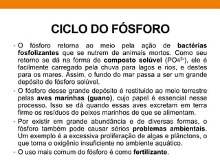 CICLO DO FÓSFORO
• O fósforo retorna ao meio pela ação de bactérias
fosfolizantes que se nutrem de animais mortos. Como seu
retorno se dá na forma de composto solúvel (PO43-), ele é
facilmente carregado pela chuva para lagos e rios, e destes
para os mares. Assim, o fundo do mar passa a ser um grande
depósito de fósforo solúvel.
• O fósforo desse grande depósito é restituido ao meio terrestre
pelas aves marinhas (guano), cujo papel é essencial nesse
processo. Isso se dá quando essas aves excretam em terra
firme os resíduos de peixes marinhos de que se alimentam.
• Por existir em grande abundância e de diversas formas, o
fósforo também pode causar sérios problemas ambientais.
Um exemplo é a excessiva proliferação de algas e plânctons, o
que torna o oxigênio insuficiente no ambiente aquático.
• O uso mais comum do fósforo é como fertilizante.
 