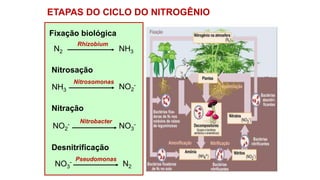 ETAPAS DO CICLO DO NITROGÊNIO
Fixação biológica
N2 NH3
Rhizobium
Nitrosação
NH3 NO2
-
Nitrosomonas
Nitração
NO2
-
Nitrobacter
NO3
-
Desnitrificação
NO3
- N2
Pseudomonas
 