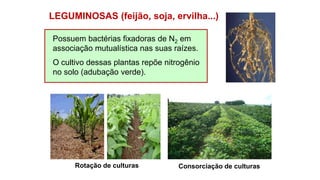 LEGUMINOSAS (feijão, soja, ervilha...)
Possuem bactérias fixadoras de N2 em
associação mutualística nas suas raízes.
O cultivo dessas plantas repõe nitrogênio
no solo (adubação verde).
Rotação de culturas Consorciação de culturas
 