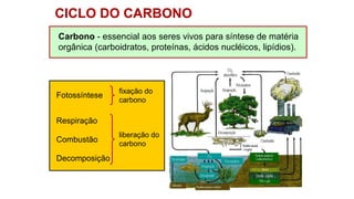 Fotossíntese
fixação do
carbono
Carbono - essencial aos seres vivos para síntese de matéria
orgânica (carboidratos, proteínas, ácidos nucléicos, lipídios).
Respiração
Combustão
Decomposição
liberação do
carbono
CICLO DO CARBONO
 