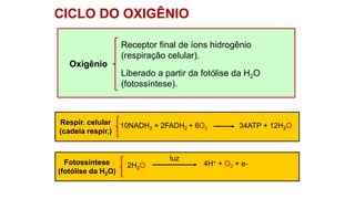 Oxigênio
Receptor final de íons hidrogênio
(respiração celular).
Liberado a partir da fotólise da H2O
(fotossíntese).
10NADH2 + 2FADH2 + 6O2 34ATP + 12H2O
Respir. celular
(cadeia respir.)
2H2O
luz
4H+ + O2 + e-
Fotossíntese
(fotólise da H2O)
CICLO DO OXIGÊNIO
 