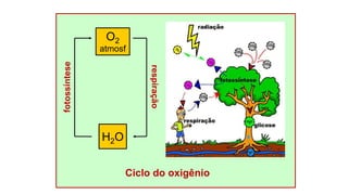 Ciclo do oxigênio
O2
atmosf
H2O
respiração
fotossíntese
 