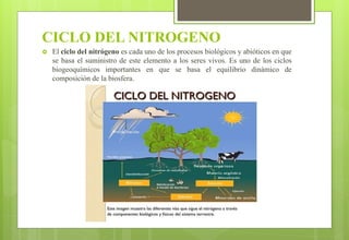 CICLO DEL NITROGENO
 El ciclo del nitrógeno es cada uno de los procesos biológicos y abióticos en que
se basa el suministro de este elemento a los seres vivos. Es uno de los ciclos
biogeoquímicos importantes en que se basa el equilibrio dinámico de
composición de la biosfera.
 