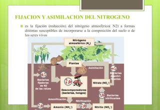 FIJACION Y ASIMILACION DEL NITROGENO
 es la fijación (reducción) del nitrógeno atmosférico( N2) a formas
distintas susceptibles de incorporarse a la composición del suelo o de
los seres vivos
 