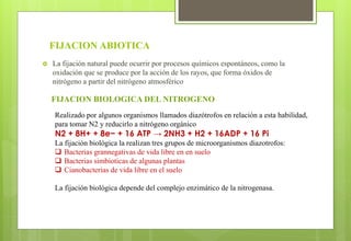 FIJACION ABIOTICA
 La fijación natural puede ocurrir por procesos químicos espontáneos, como la
oxidación que se produce por la acción de los rayos, que forma óxidos de
nitrógeno a partir del nitrógeno atmosférico
FIJACION BIOLOGICA DEL NITROGENO
Realizado por algunos organismos llamados diazótrofos en relación a esta habilidad,
para tomar N2 y reducirlo a nitrógeno orgánico
N2 + 8H+ + 8e− + 16 ATP → 2NH3 + H2 + 16ADP + 16 Pi
La fijación biológica la realizan tres grupos de microorganismos diazotrofos:
 Bacterias grannegativas de vida libre en en suelo
 Bacterias simbioticas de algunas plantas
 Cianobacterias de vida libre en el suelo
La fijación biológica depende del complejo enzimático de la nitrogenasa.
 