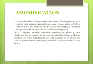 AMOMIFICACION
 La amonificación es la conversión a ion amonio del nitrógeno que en la
materia viva aparece principalmente como grupos amino (-NH2) o
imino (-NH-). Los animales, que no oxidan el nitrógeno, se deshacen
del que tienen en exceso en forma de distintos compuestos.
CICLO: Algunas bacterias convierten amoniaco en nitrito y otras
transforman este en nitrato. Una de estas bacterias (Rhizobium) se aloja en
nódulos de las raíces de las leguminosas (alfalfa, alubia, etc.) y por eso esta
clase de plantas son tan interesantes para hacer un abonado natural de los
suelos.
 