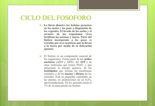 CICLO DEL FOSOFORO
 La lluvia disuelve los fosfatos presentes
en los suelos y los pone a disposición de
los vegetales. El lavado de los suelos y el
arrastre de los organismos vivos
fertilizan los océanos y mares. Parte del
fósforo incorporado a los peces es
extraído por aves acuáticas que lo llevan
a la tierra por medio de la defecación
(guano).
 El fósforo es un componente esencial de
los organismos. Forma parte de los ácidos
nucleicos (ADN y ARN); del ATP y de
otras moléculas que tienen PO43- y que
almacenan la energía química; de los
fosfolípidos que forman las membranas
celulares; y de los huesos y dientes de los
animales. Está en pequeñas cantidades en
las plantas, en proporciones de un 0,2%,
aproximadamente. En los animales hasta el
1% de su masa puede ser fósforo.
 