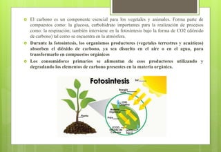  El carbono es un componente esencial para los vegetales y animales. Forma parte de
compuestos como: la glucosa, carbohidrato importantes para la realización de procesos
como: la respiración; también interviene en la fotosíntesis bajo la forma de CO2 (dióxido
de carbono) tal como se encuentra en la atmósfera.
 Durante la fotosíntesis, los organismos productores (vegetales terrestres y acuáticos)
absorben el dióxido de carbono, ya sea disuelto en el aire o en el agua, para
transformarlo en compuestos orgánicos
 Los consumidores primarios se alimentan de esos productores utilizando y
degradando los elementos de carbono presentes en la materia orgánica.
 