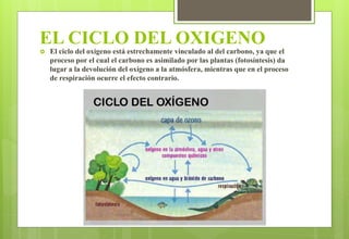 EL CICLO DEL OXIGENO
 El ciclo del oxígeno está estrechamente vinculado al del carbono, ya que el
proceso por el cual el carbono es asimilado por las plantas (fotosíntesis) da
lugar a la devolución del oxígeno a la atmósfera, mientras que en el proceso
de respiración ocurre el efecto contrario.
 