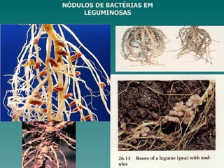 NÓDULOS DE BACTÉRIAS EM
     LEGUMINOSAS
 