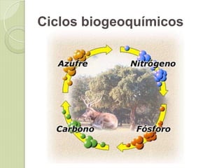 Ciclos biogeoquímicos
 