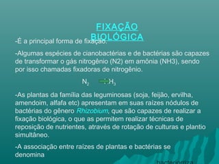 FIXAÇÃO
BIOLÓGICA-É a principal forma de fixação.
-Algumas espécies de cianobactérias e de bactérias são capazes
de transformar o gás nitrogênio (N2) em amônia (NH3), sendo
por isso chamadas fixadoras de nitrogênio.
N2 NH3
-As plantas da família das leguminosas (soja, feijão, ervilha,
amendoim, alfafa etc) apresentam em suas raízes nódulos de
bactérias do gênero Rhizobium, que são capazes de realizar a
fixação biológica, o que as permitem realizar técnicas de
reposição de nutrientes, através de rotação de culturas e plantio
simultâneo.
-A associação entre raízes de plantas e bactérias se
denomina
 