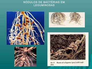 NÓDULOS DE BACTÉRIAS EM
LEGUMINOSAS
 
