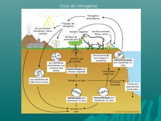 Ciclo do nitrogênio
 