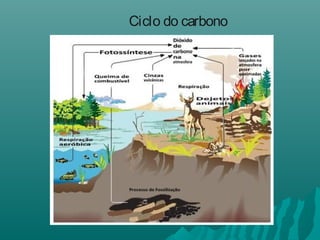 Ciclo do carbono
 