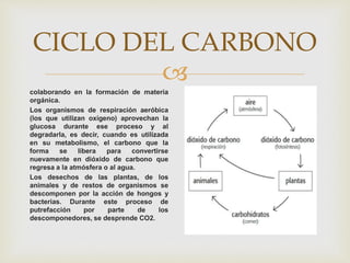 
CICLO DEL CARBONO
colaborando en la formación de materia
orgánica.
Los organismos de respiración aeróbica
(los que utilizan oxígeno) aprovechan la
glucosa durante ese proceso y al
degradarla, es decir, cuando es utilizada
en su metabolismo, el carbono que la
forma se libera para convertirse
nuevamente en dióxido de carbono que
regresa a la atmósfera o al agua.
Los desechos de las plantas, de los
animales y de restos de organismos se
descomponen por la acción de hongos y
bacterias. Durante este proceso de
putrefacción por parte de los
descomponedores, se desprende CO2.
 
