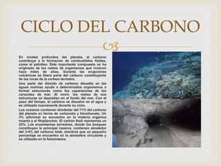 
CICLO DEL CARBONO
En niveles profundos del planeta, el carbono
contribuye a la formación de combustibles fósiles,
como el petróleo. Este importante compuesto se ha
originado de los restos de organismos que vivieron
hace miles de años. Durante las erupciones
volcánicas se libera parte del carbono constituyente
de las rocas de la corteza terrestre.
Una parte del dióxido de carbono disuelto en las
aguas marinas ayuda a determinados organismos a
formar estructuras como los caparazones de los
caracoles de mar. Al morir, los restos de sus
estructuras se depositan en el fondo del mar. Con el
paso del tiempo, el carbono se disuelve en el agua y
es utilizado nuevamente durante su ciclo.
Los océanos contienen alrededor del 71% del carbono
del planeta en forma de carbonato y bicarbonato. Un
3% adicional se encuentra en la materia orgánica
muerta y el fitoplancton. El carbón fósil representa un
22%. Los ecosistemas terrestres, donde los bosques
constituyen la principal reserva, contienen alrededor
del 3-4% del carbono total, mientras que un pequeño
porcentaje se encuentra en la atmósfera circulante y
es utilizado en la fotosíntesis.
 