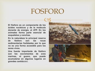 
FOSFORO
El fósforo es un componente de los
ácidos nucleicos y de la molécula
donante de energía, el ATP. En los
animales forma parte esencial de
esqueletos y conchas.
En la naturaleza la principal reserva
de fósforo son las rocas
sedimentarias fosfatadas por lo que
no es una forma accesible para los
seres vivos.
Una fuente importante de fósforo
son los excrementos de aves
marinas, el guano, que puede
acumularse en algunos lugares en
grandes cantidades.
 