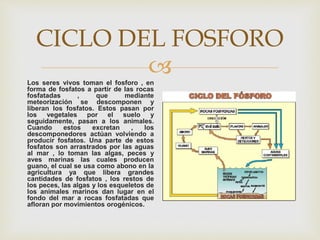 
CICLO DEL FOSFORO
Los seres vivos toman el fosforo , en
forma de fosfatos a partir de las rocas
fosfatadas , que mediante
meteorización se descomponen y
liberan los fosfatos. Estos pasan por
los vegetales por el suelo y
seguidamente, pasan a los animales.
Cuando estos excretan , los
descomponedores actúan volviendo a
producir fosfatos. Una parte de estos
fosfatos son arrastrados por las aguas
al mar , lo toman las algas, peces y
aves marinas las cuales producen
guano, el cual se usa como abono en la
agricultura ya que libera grandes
cantidades de fosfatos , los restos de
los peces, las algas y los esqueletos de
los animales marinos dan lugar en el
fondo del mar a rocas fosfatadas que
afloran por movimientos orogénicos.
 