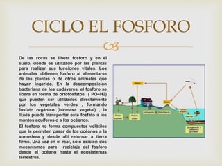 
CICLO EL FOSFORO
De las rocas se libera fosforo y en el
suelo, donde es utilizado por las plantas
para realizar sus funciones vitales. Los
animales obtienen fosforo al alimentarse
de las plantas o de otros animales que
hayan ingerido. En la descomposición
bacteriana de los cadáveres, el fosforo se
libera en forma de ortofosfatos ( PO4H2)
que pueden ser utilizados directamente
por los vegetales verdes , formando
fosfato orgánico (biomasa vegetal) , la
lluvia puede transportar este fosfato a los
mantos acuíferos o a los océanos.
El fosforo no forma compuestos volátiles
que le permiten pasar de los océanos a la
atmosfera y desde allí retornar a tierra
firme. Una vez en el mar, solo existen dos
mecanismos para reciclaje del fosforo
desde el océano hasta el ecosistemas
terrestres.
 