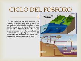 
CICLO DEL FOSFORO
Uno es mediante las aves marinas que
recogen el fosforo que pasa a través de
las cadenas alimentarias marinas y que
pueden devolverlo a tierra firme en sus
excrementos. Además de la actividad de
estos animales , hay la posibilidad de
levantamiento geológico de los
sedimentos del océano hacia tierra firme,
un proceso medido en miles de años.
 