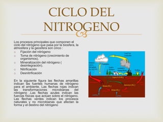 
CICLO DEL
NITROGENO
Los procesos principales que componen el
ciclo del nitrógeno que pasa por la biosfera, la
atmosfera y la geosfera son cinco :
o Fijación del nitrógeno
o Toma de nitrógeno (crecimiento de
organismos).
o Mineralización del nitrógeno (
desintegración).
o Nitrificación
o Desnitrificación
En la siguiente figura las flechas amarillas
indican las fuentes humanas de nitrógeno
para el ambiente. Las flechas rojas indican
las transformaciones microbianas del
nitrógeno .Las flechas azules indican las
fuerzas físicas que actúan sobre el nitrógeno.
Las flechas verdes indican los procesos
naturales y no microbianas que afectan la
forma y el destino del nitrógeno
 
