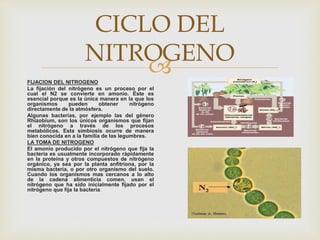 
CICLO DEL
NITROGENO
FIJACION DEL NITROGENO
La fijación del nitrógeno es un proceso por el
cual el N2 se convierte en amonio. Éste es
esencial porque es la única manera en la que los
organismos pueden obtener nitrógeno
directamente de la atmósfera.
Algunas bacterias, por ejemplo las del género
Rhizobium, son los únicos organismos que fijan
el nitrógeno a través de los procesos
metabólicos. Esta simbiosis ocurre de manera
bien conocida en a la familia de las legumbres.
LA TOMA DE NITROGENO
El amonio producido por el nitrógeno que fija la
bacteria es usualmente incorporado rápidamente
en la proteína y otros compuestos de nitrógeno
orgánico, ya sea por la planta anfitriona, por la
misma bacteria, o por otro organismo del suelo.
Cuando los organismos mas cercanos a lo alto
de la cadena alimenticia comen, usan el
nitrógeno que ha sido inicialmente fijado por el
nitrógeno que fija la bacteria.
 