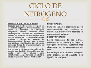 
CICLO DE
NITROGENO
MINERILIZACION DEL NITROGENO
Después que el nitrógeno se incorpora en
la materia orgánica, frecuentemente se
vuelve a convertir en nitrógeno
inorgánico, también conocido como
desintegración. Cuando los organismos
mueren las materias de descomposición (
hongos y bacterias ) consumen la materia
orgánica y llevan ala proceso de
descomposición. Durante este proceso
una cantidad significativa del nitrógeno
contenido dentro del organismo muerto se
convierte en amonio.
Una vez que el nitrógeno esta en forma de
amonio está también disponible para ser
usado por las plantas para
transformaciones posteriores en nitrato a
través del proceso llamado nitrificación.
NITRIFICACION
Parte del amonio producido por la
descomposición se convierte en
nitrato. La nitrificación requiere la
presencia del oxigeno.
DESNITRIFICACION
Es la reducción del ion nitrato,
presente en el suelo y el agua, a
nitrógeno molecular, sustancia mas
abundante en la composición del
aire.
Por su lugar en el ciclo del nitrógeno
este proceso es el opuesto a la
fijación de nitrógeno.
 