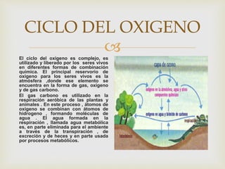 
CICLO DEL OXIGENO
El ciclo del oxigeno es complejo, es
utilizado y liberado por los seres vivos
en diferentes formas de combinación
química. El principal reservorio de
oxigeno para los seres vivos es la
atmósfera ,donde ese elemento se
encuentra en la forma de gas, oxigeno
y de gas carbono.
El gas carbono es utilizado en la
respiración aeróbica de las plantas y
animales . En este proceso , átomos de
oxigeno se combinan con átomos de
hidrogeno , formando moléculas de
agua . El agua formada en la
respiración , llamada agua metabólica
es, en parte eliminada para el ambiente
a través de la transpiración , de
excreción y de heces y en parte usada
por procesos metabólicos.
 