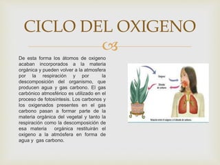 
CICLO DEL OXIGENO
De esta forma los átomos de oxigeno
acaban incorporados a la materia
orgánica y pueden volver a la atmosfera
por la respiración y por la
descomposición del organismo, que
producen agua y gas carbono. El gas
carbónico atmosférico es utilizado en el
proceso de fotosíntesis. Los carbonos y
los oxigenados presentes en el gas
carbono pasan a formar parte de la
materia orgánica del vegetal y tanto la
respiración como la descomposición de
esa materia orgánica restituirán el
oxigeno a la atmósfera en forma de
agua y gas carbono.
 
