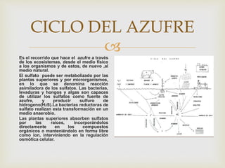 
CICLO DEL AZUFRE
Es el recorrido que hace el azufre a través
de los ecosistemas, desde el medio físico
a los organismos y de estos, de nuevo ,al
medio natural.
El sulfato puede ser metabolizado por las
plantas superiores y por microrganismos,
en lo que se denomina reacción
asimiladora de los sulfatos. Las bacterias,
levaduras y hongos y algas son capaces
de utilizar los sulfatos como fuente de
azufre, y producir sulfuro de
hidrogeno(H2S).La bacterias reductoras de
sulfato realizan esta transformación en un
medio anaerobio.
Las plantas superiores absorben sulfatos
por las raíces, incorporándolos
directamente en los compuestos
orgánicos o manteniéndolo en forma libre
como ion, interviniendo en la regulación
osmótica celular.
 